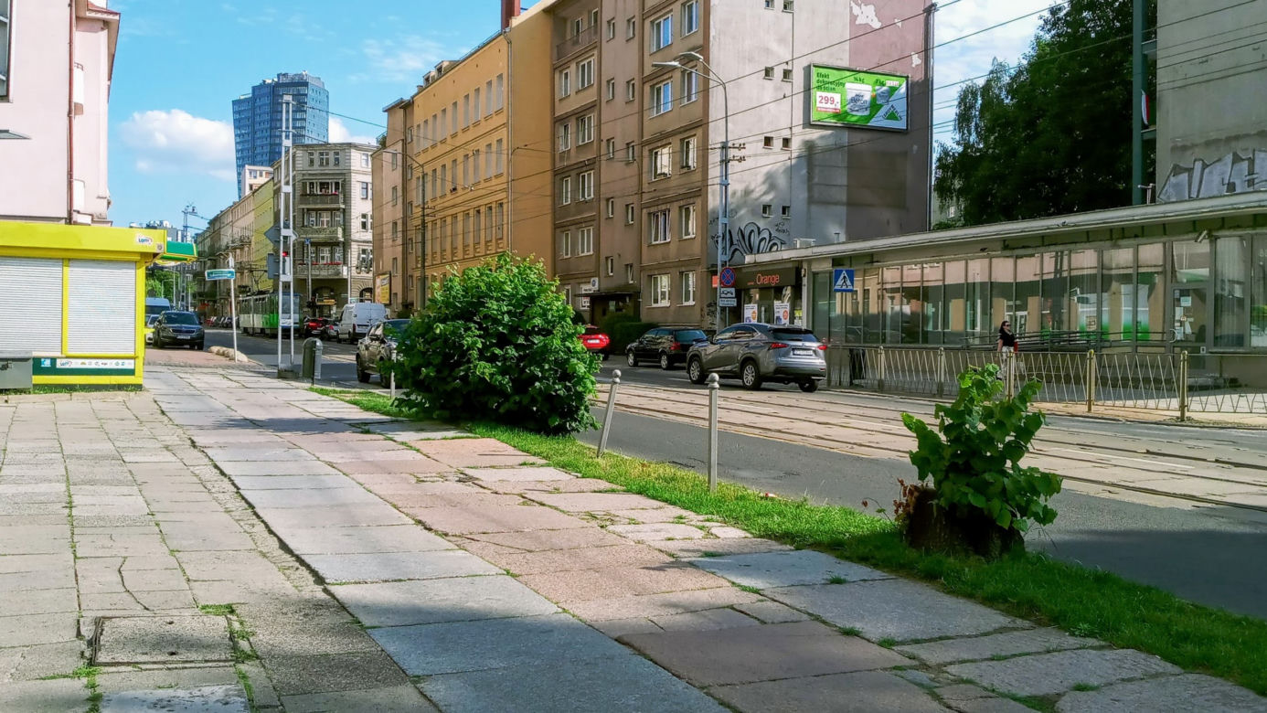 Wycięte drzewa w centrum Szczecina nagle odżyły