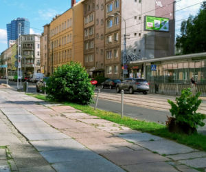 Wycięte drzewa w centrum Szczecina nagle odżyły