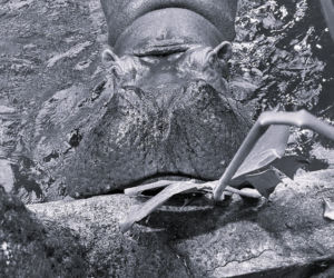 Pelagia – najstarszy hipopotam nilowy w Polsce w warszawskim ZOO