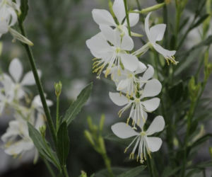 gaura