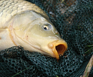 Karp