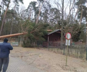 Strażacy walczą ze skutkami wichury - Grudziądz i powiat