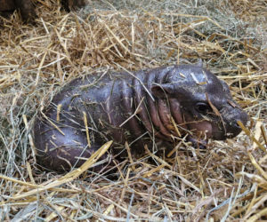 Wyjątkowe narodziny w gdańskim zoo! Na świat przyszła mała hipopotamka karłowata