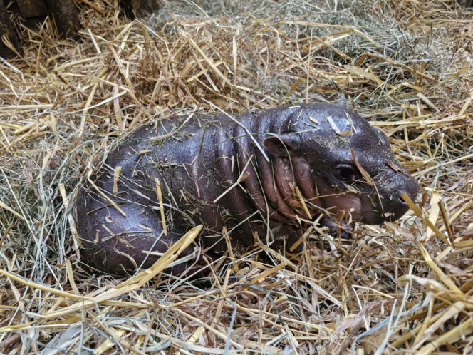 Wyjątkowe narodziny w gdańskim zoo! Na świat przyszła mała hipopotamka karłowata
