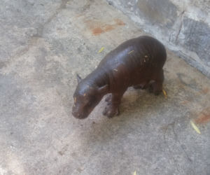 Hipopotam karłowaty z wrocławskiego zoo