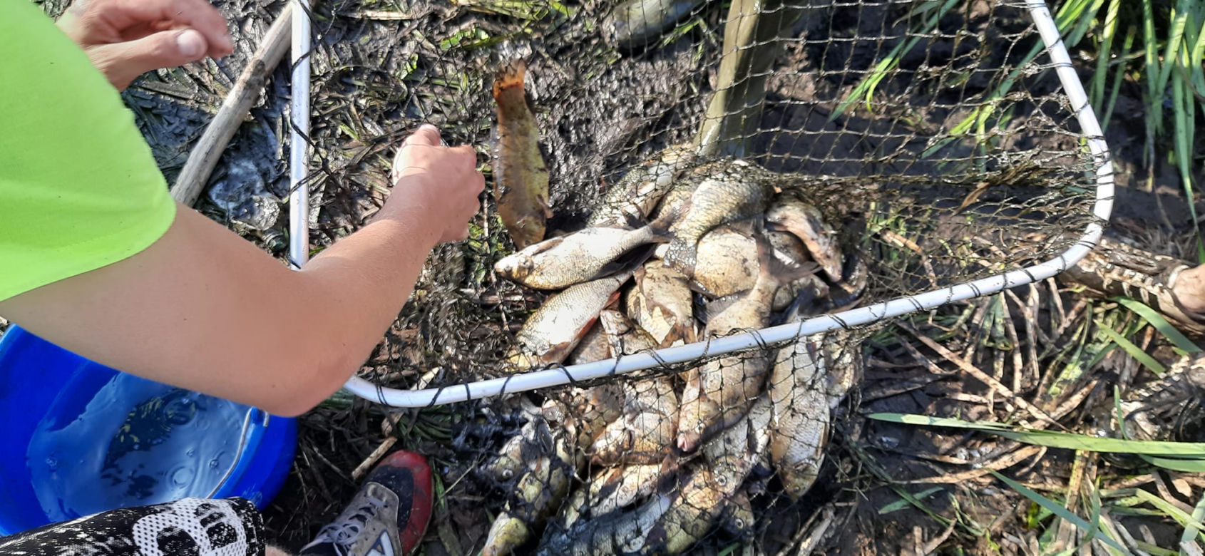 Ratowali ryby Wąchocku