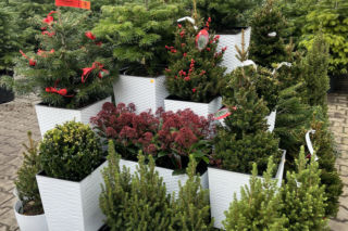 Świąteczna aranżacja w ogrodzie. Jakie rośliny ze sobą łączyć? 