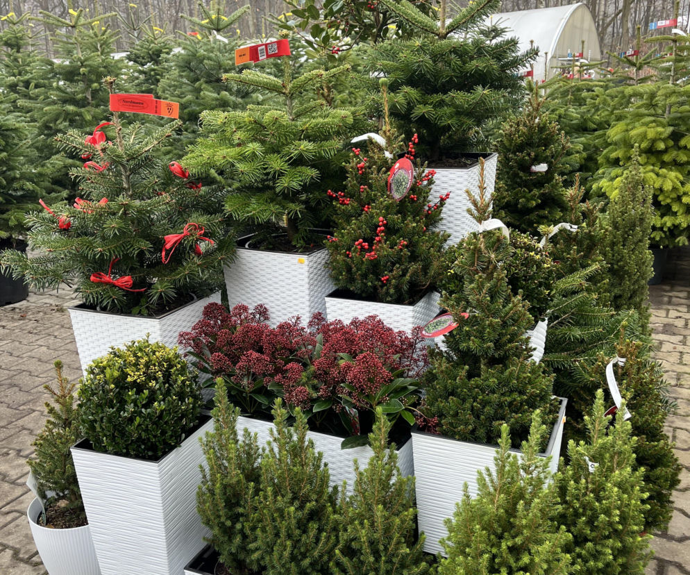 Świąteczna aranżacja w ogrodzie. Jakie rośliny ze sobą łączyć? 