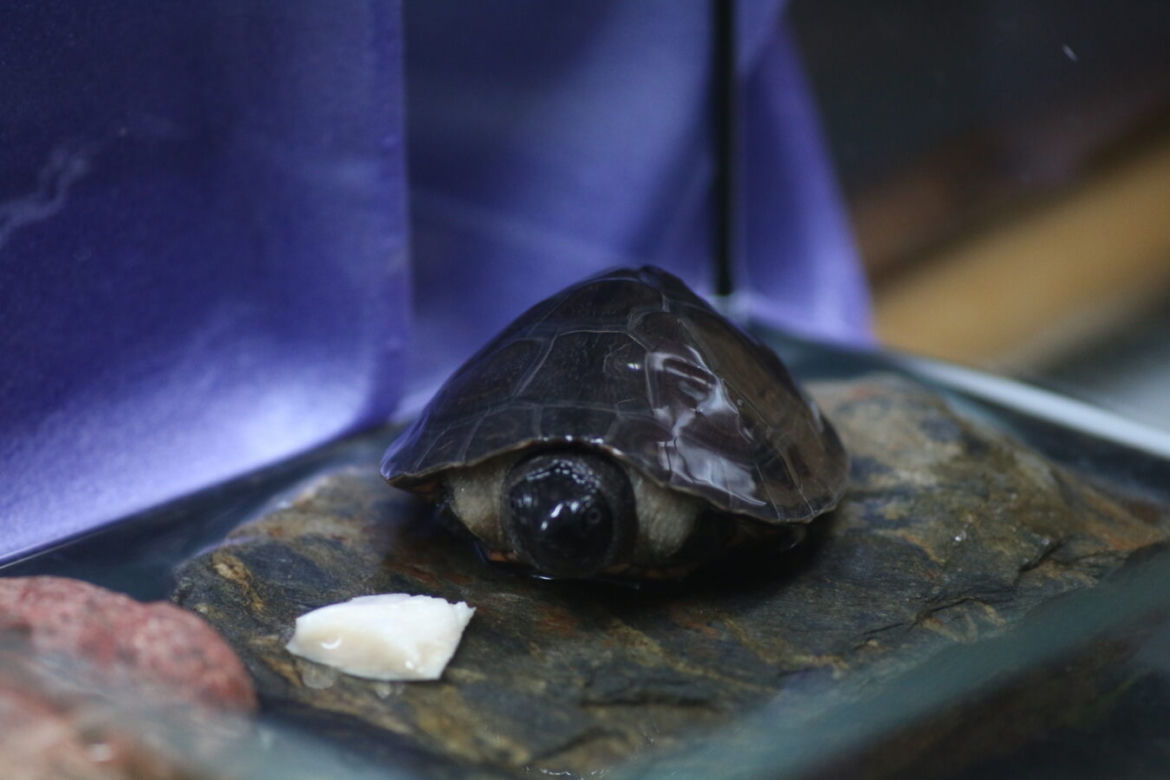 Orlicja wykluła się w gdańskim zoo
