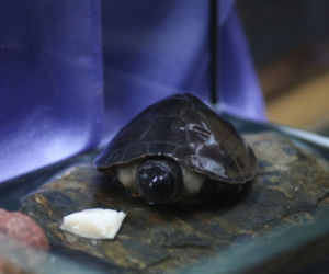Orlicja wykluła się w gdańskim zoo