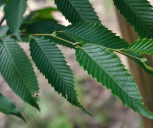 Ogród Botaniczny Uniwersytetu Zielonogórskiego