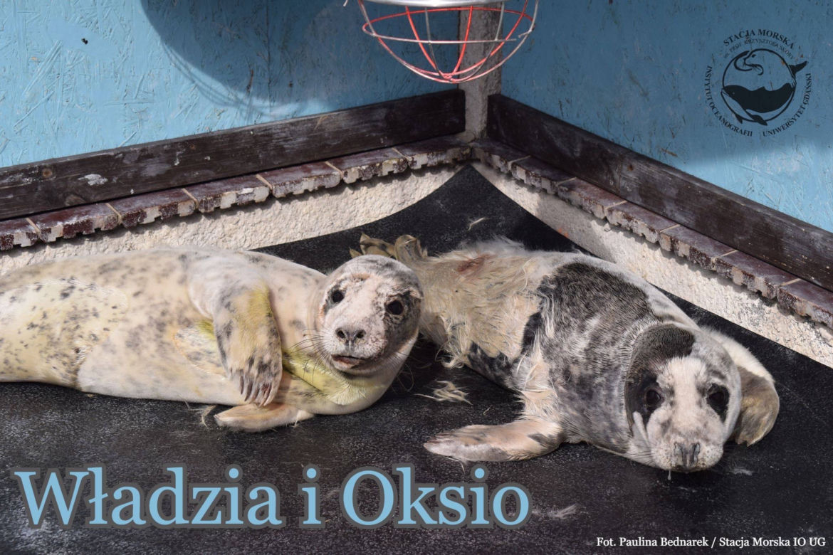 Foki podrzucają dzieci do fokarium