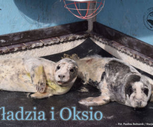Foki podrzucają dzieci do fokarium