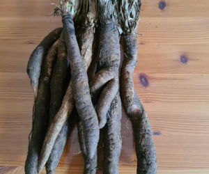 Wężymord to jedno z najbardziej niedocenianych warzyw w polskiej kuchni. Jest bogate w inulinę oraz cenne minerały