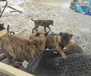 Koniec psiego piekła pod Kcynią. Rodzinny biznes zamienili w fabrykę cierpienia