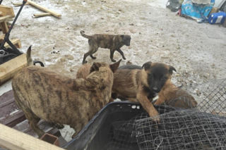 Koniec psiego piekła pod Kcynią. Rodzinny biznes zamienili w fabrykę cierpienia