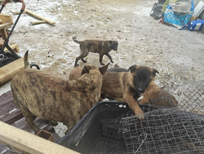 Koniec psiego piekła pod Kcynią. Rodzinny biznes zamienili w fabrykę cierpienia