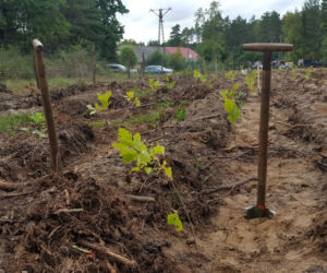 Każdy mógł dziś posadzić kawałek lasu