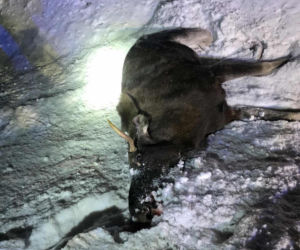 Powiat siedlecki: zderzenie auta osobowego z łosiem w Kolonii Mordy