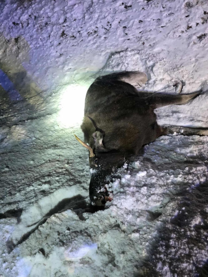 Powiat siedlecki: zderzenie auta osobowego z łosiem w Kolonii Mordy