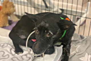 Mężczyzna wlał psu żrący płyn do pyska. Wyrok sądu zaskoczył wszystkich! 