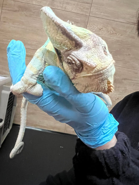 Kameleon Kajtek w tarapatach