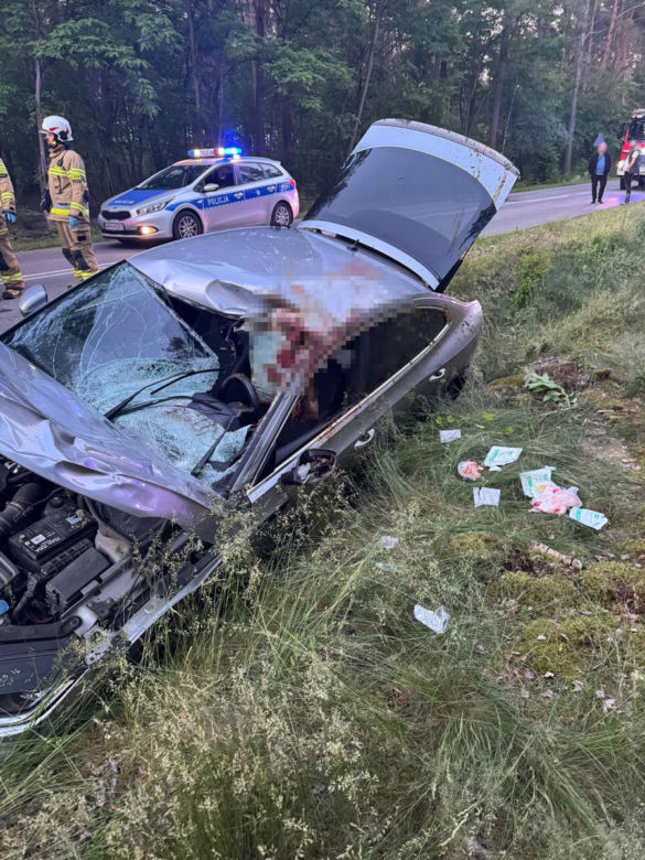 Kilkusetkilogramowy zwierz wbił się w auto 44-letniego Warszawiaka