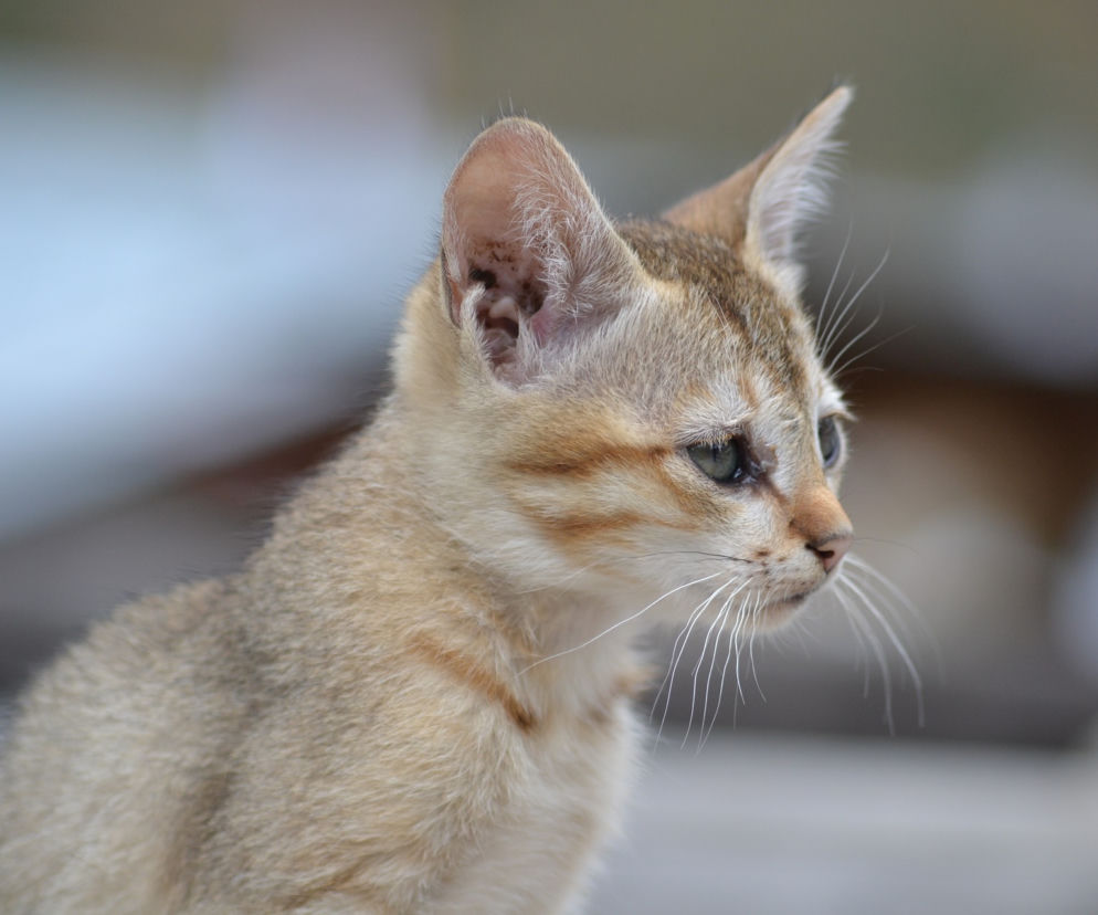 Pomagają zwierzętom z Ukrainy. Fundacja Felineus organizuje zbiórkę darów. Sprawdź wykaz miejsc