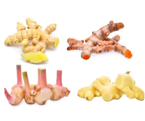 Galangal