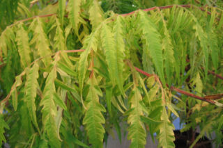 Sumak octowiec 'Tiger Eyes' - Rhus typhina 'Tiger Eyes'