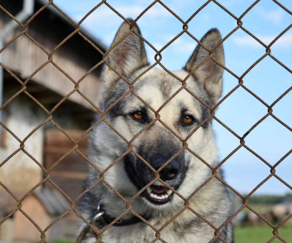 1500 zł miesięcznie za adopcję psa na Podlasiu