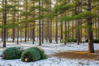 Choinkobranie 2025. Ostatnia szansa na wyjątkowo tanie drzewko z Lasów Państwowych?