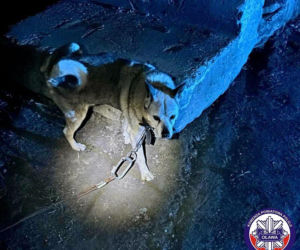 Bestialstwo pod Oławą. Ktoś przywiązał psa stalową linką i zostawił na pewną śmierć