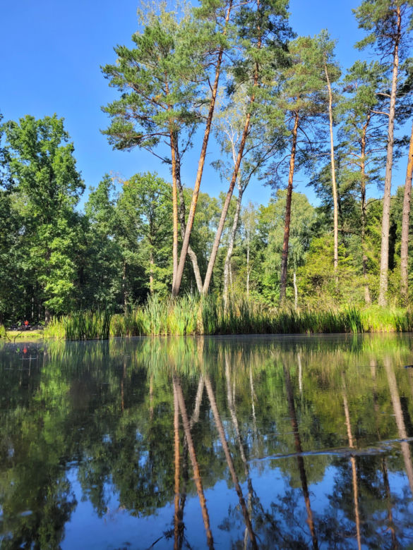 Prastara Puszcza Dulowska w Małopolsce. Spotkasz tam nawet łosie! 