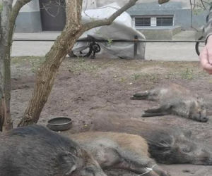 Na Bemowie uśmiercono stado dzików. W sieci burza. Ratusz tłumaczy: „Innego wyjścia nie było”