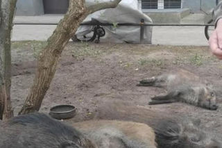 Na Bemowie uśmiercono stado dzików. W sieci burza. Ratusz tłumaczy: „Innego wyjścia nie było”