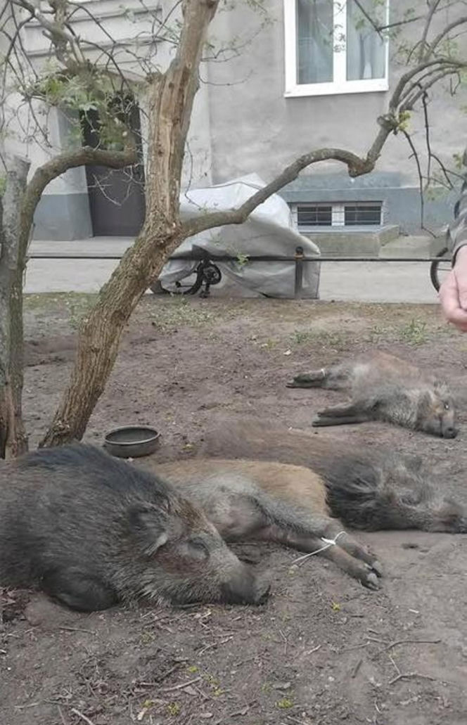 Na Bemowie uśmiercono stado dzików. W sieci burza. Ratusz tłumaczy: „Innego wyjścia nie było”