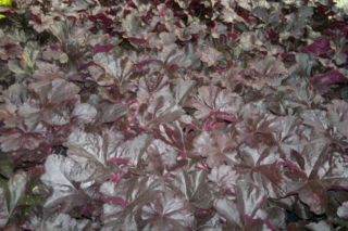 Żurawka ‘Midnight Rose’  - Heuchera  ‘Midnight Rose’ 