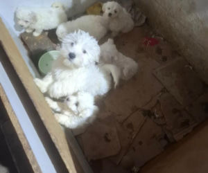 Były niedożywione i zapchlone, miały odmrożone łapy. Dramat 44 małych psów i 3 kotów