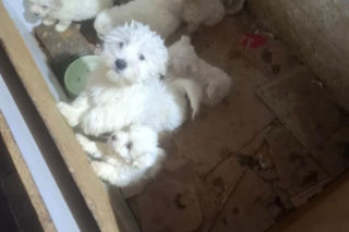 Były niedożywione i zapchlone, miały odmrożone łapy. Dramat 44 małych psów i 3 kotów