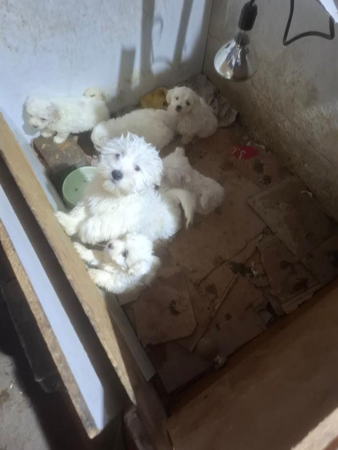 Były niedożywione i zapchlone, miały odmrożone łapy. Dramat 44 małych psów i 3 kotów