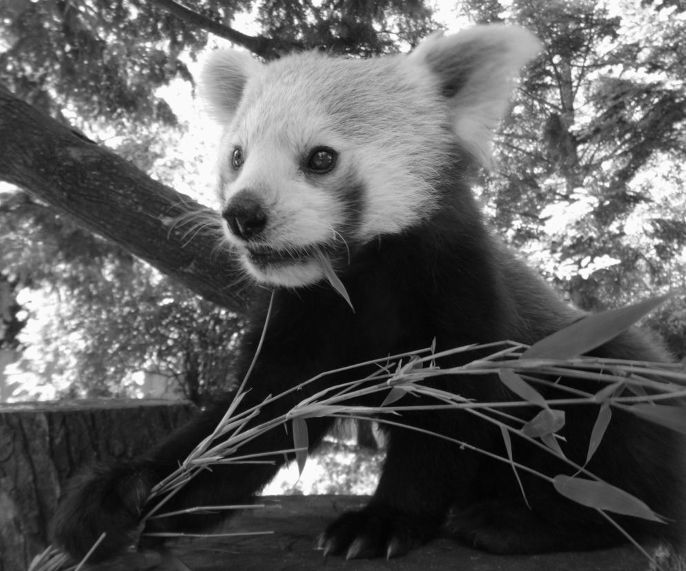 Zmarła panda z warszawskiego zoo