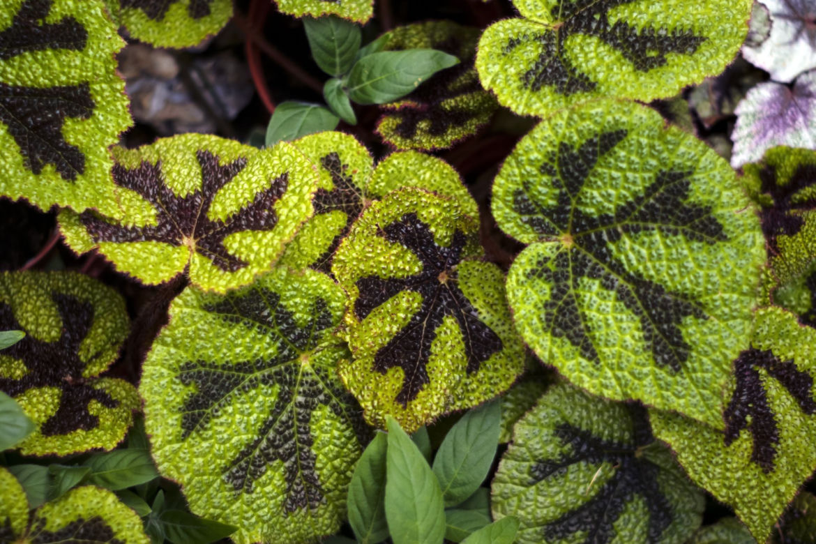 Begonia Masona