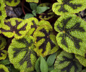 Begonia Masona