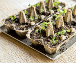 Rozsada w wytłaczankach po jajkach