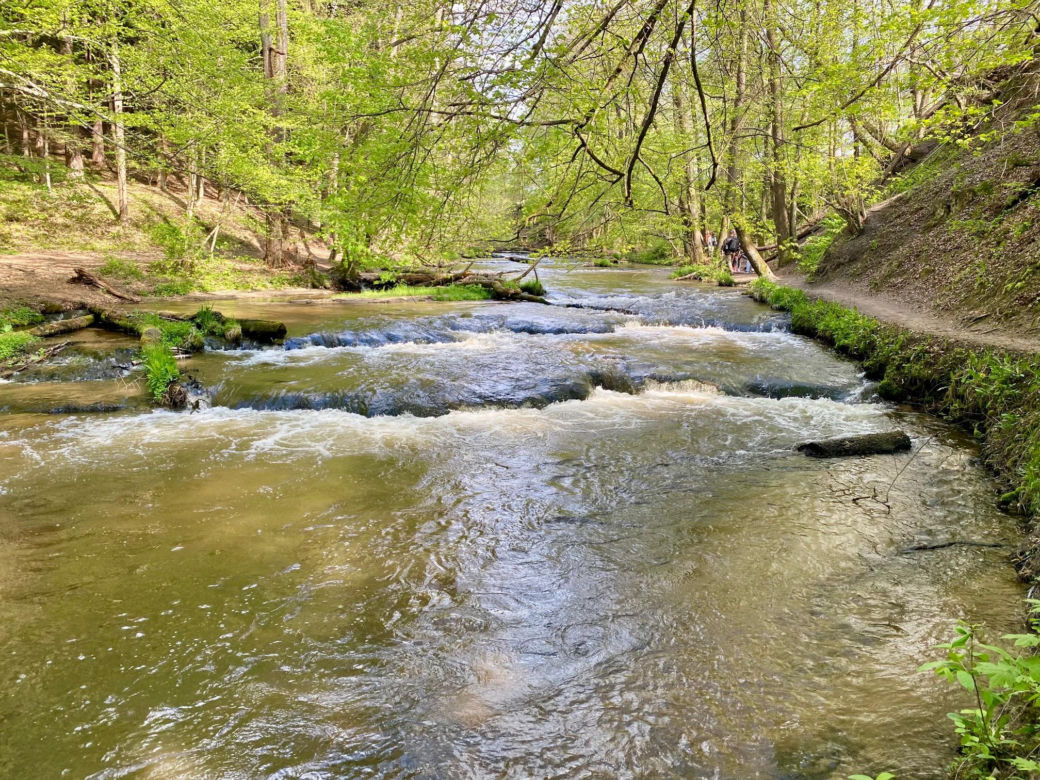 Szumy nad Tanwią