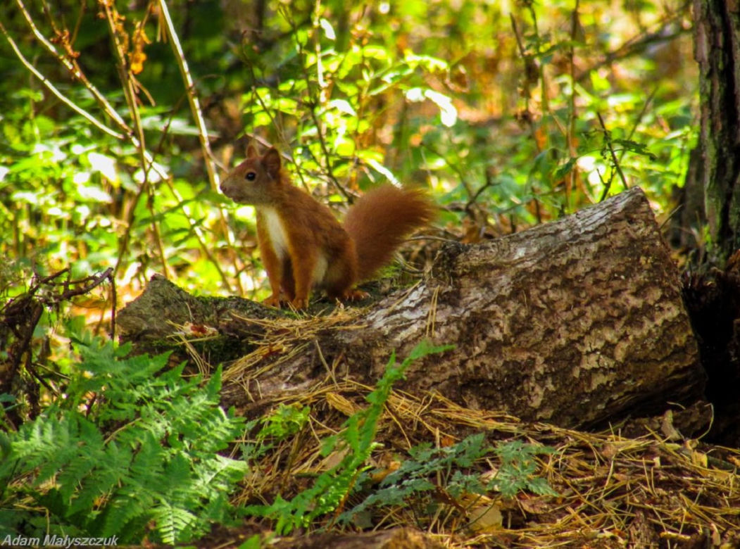 Podlaska fauna