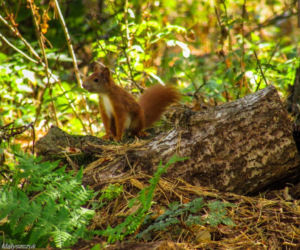 Podlaska fauna
