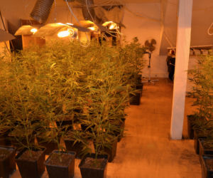 Chińska plantacja marihuany pod Warszawą