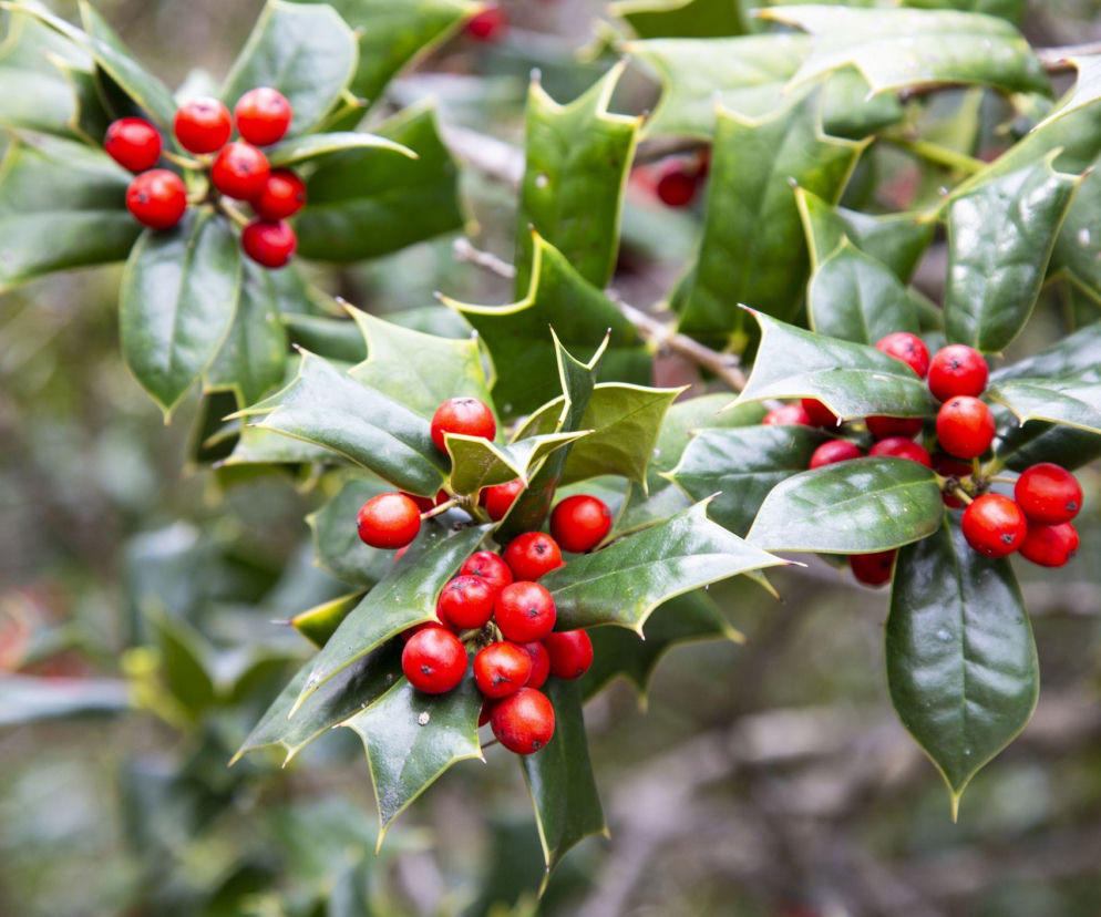 Ostrokrzew na święta! Idealny krzew do świątecznych dekoracji